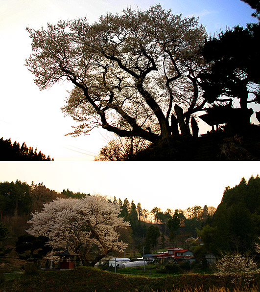吉野辺の種蒔桜