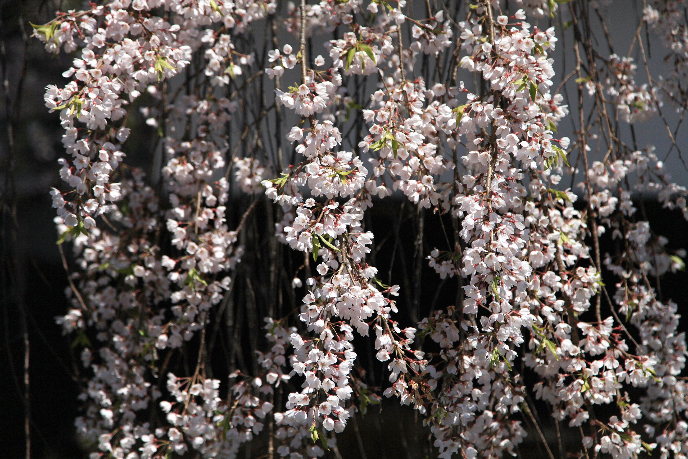 立岩神社のしだれ桜