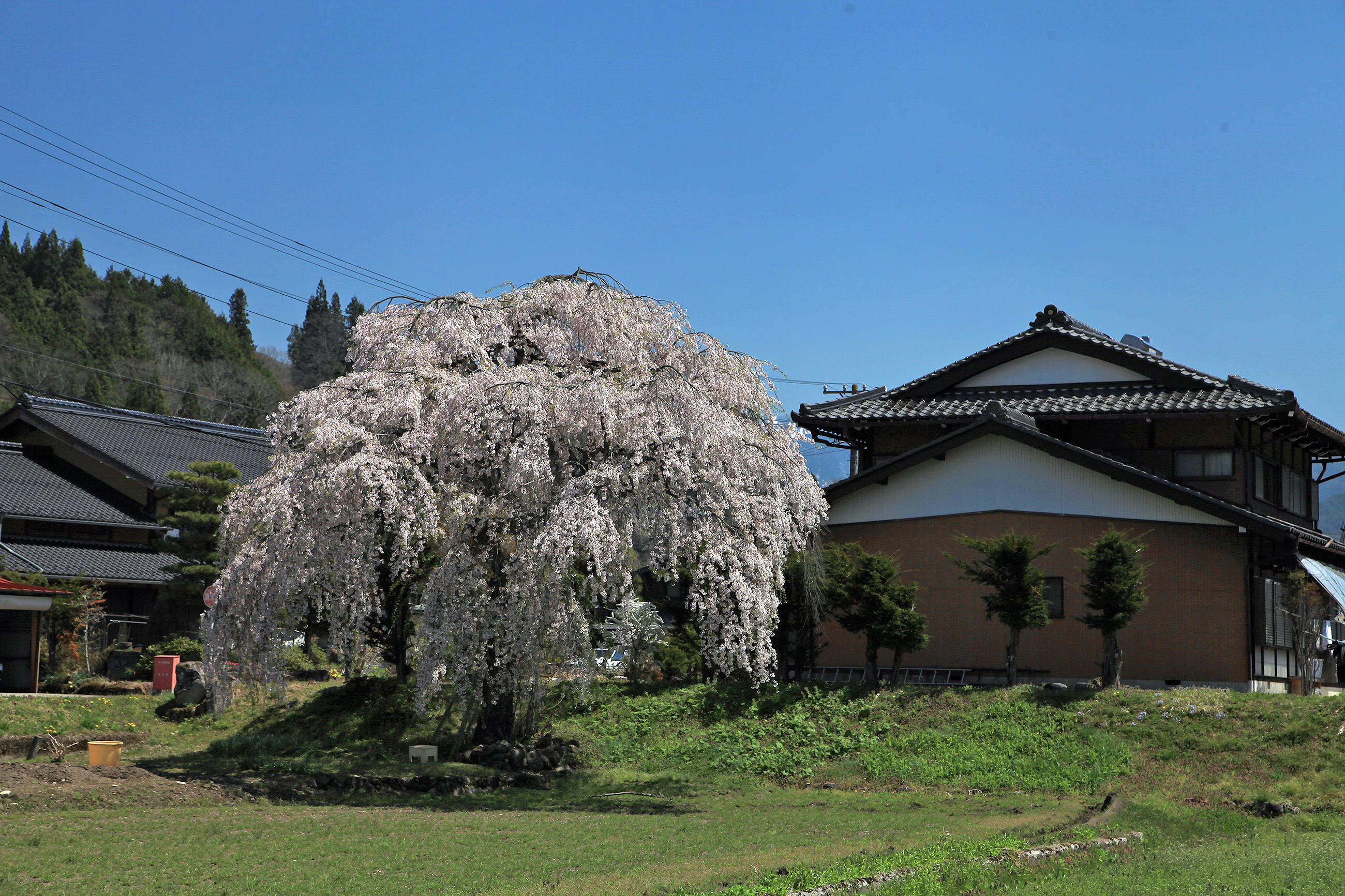 立岩神社のしだれ桜