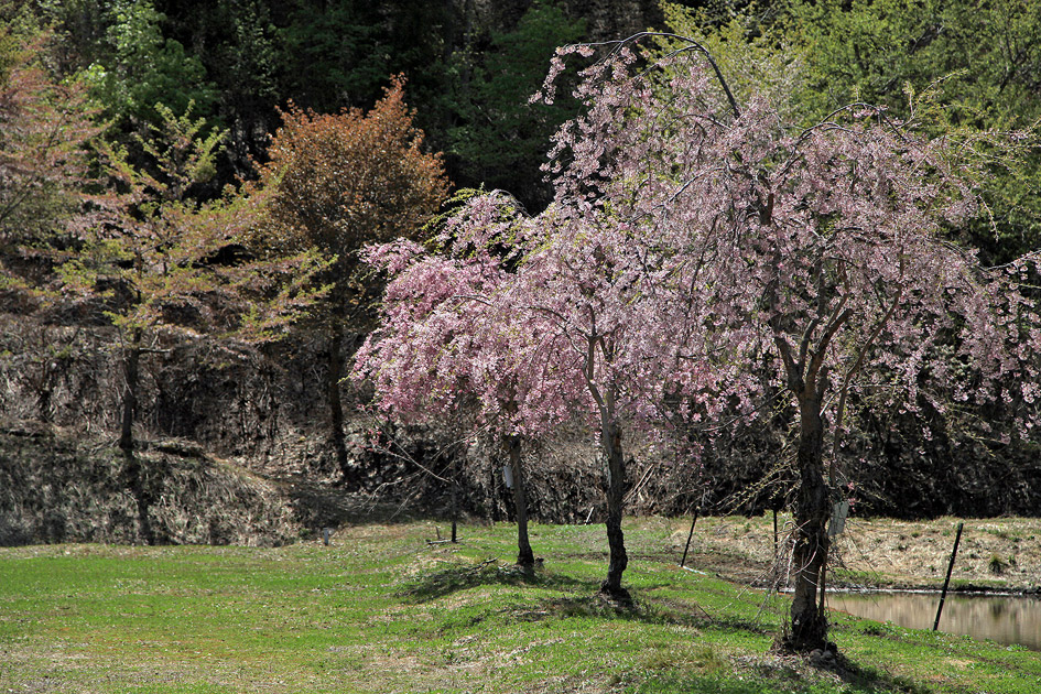 明川の豆桜