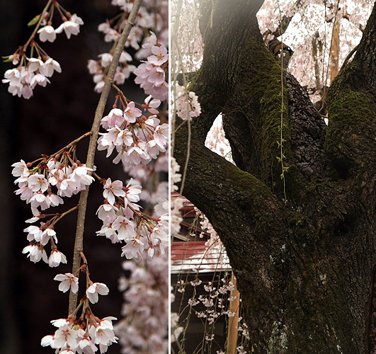 長楽寺のしだれ桜