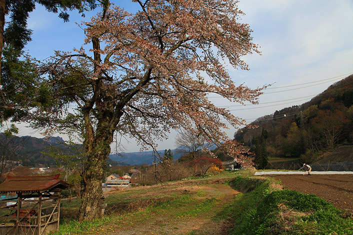 細谷地蔵尊の桜