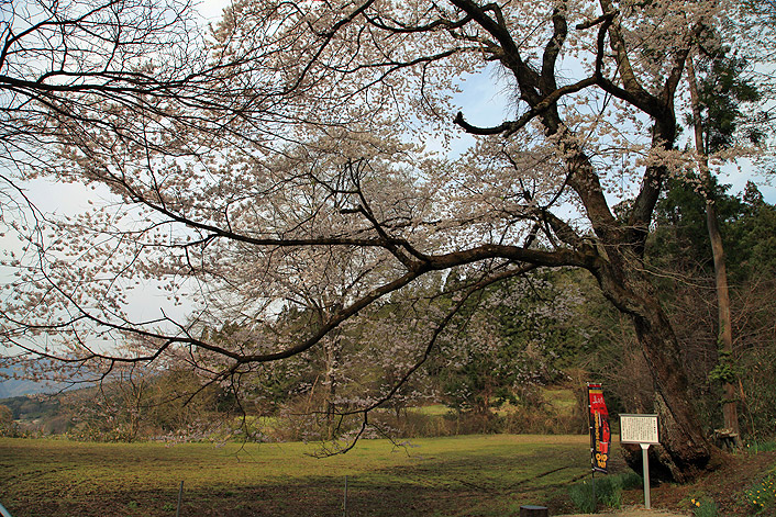 泉沢の陽気桜
