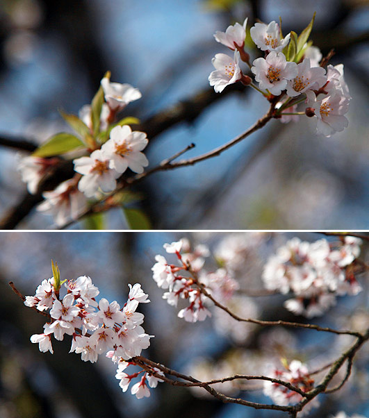 上津の姥桜