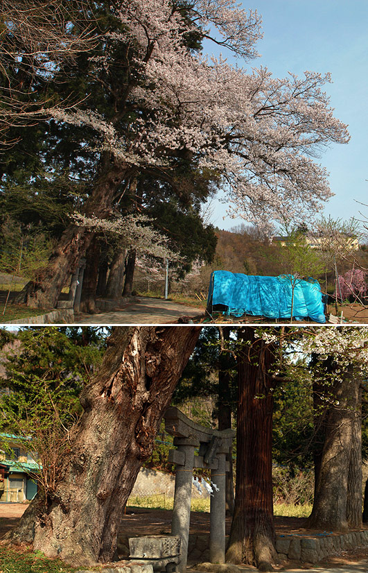 小高諏訪神社の彼岸桜