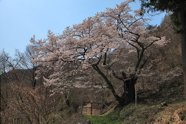 宮前の桜