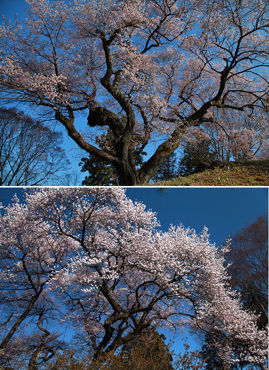 沼田公園御殿桜