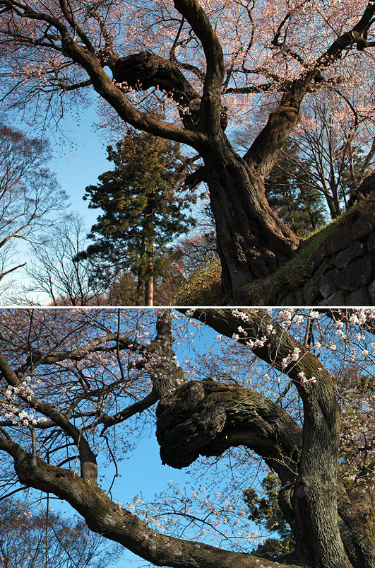沼田公園御殿桜