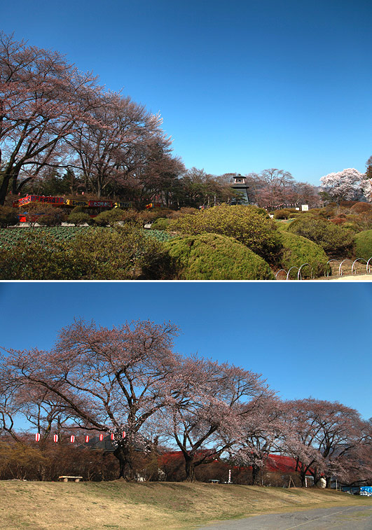 沼田公園御殿桜