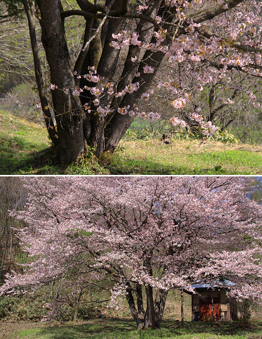 オキノ桜