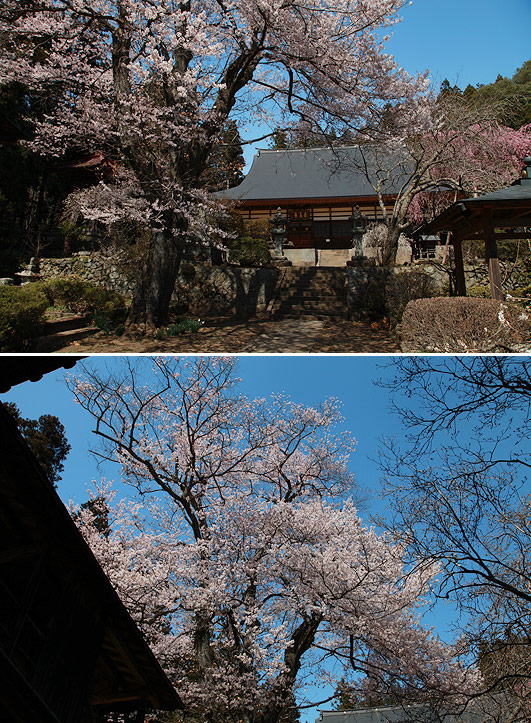 応永寺の桜