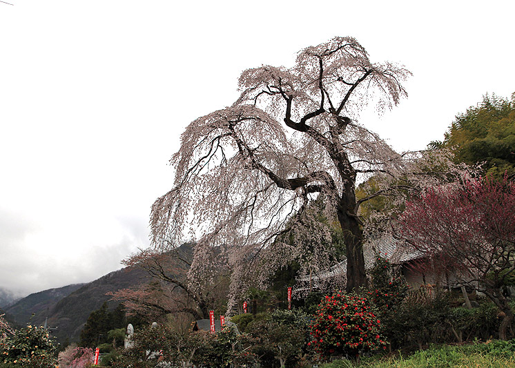 龍松寺のしだれ桜