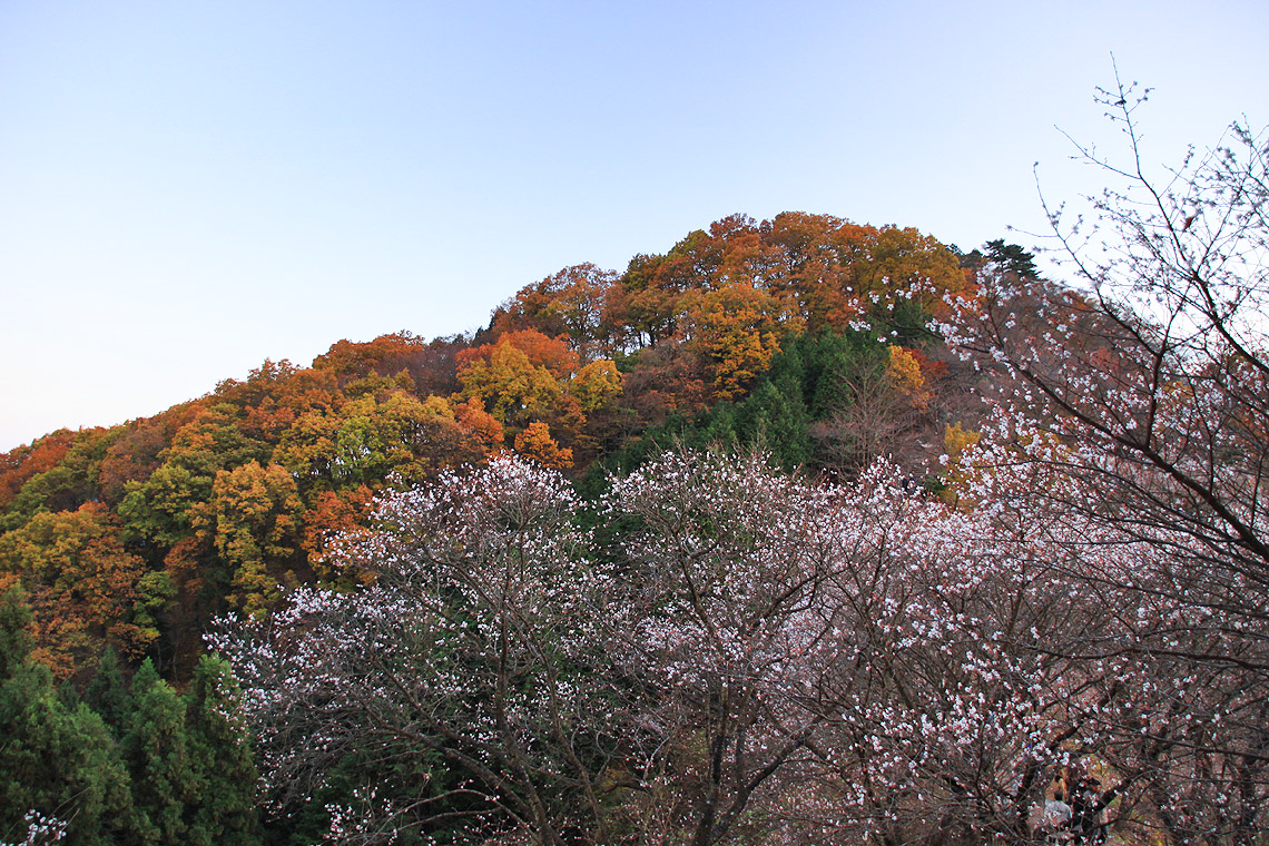 桜山公園 冬桜