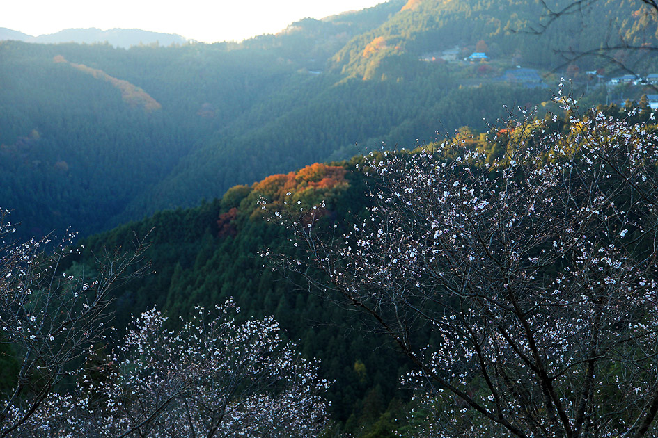 桜山公園 冬桜