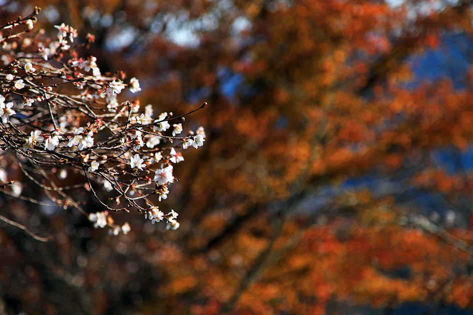 桜山公園 冬桜