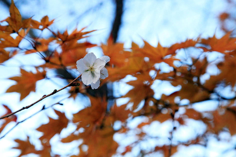 桜山公園 冬桜