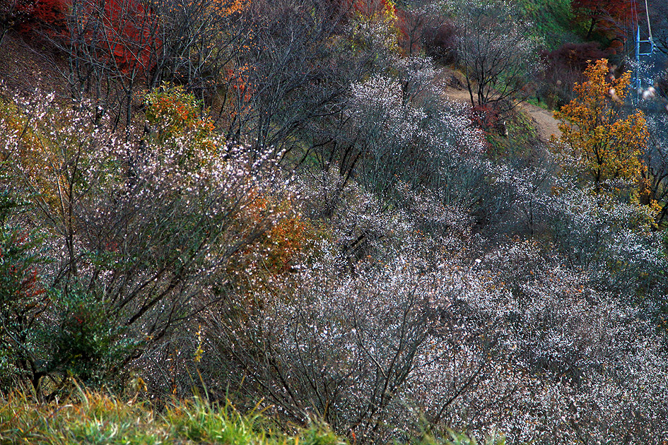 桜山公園 冬桜