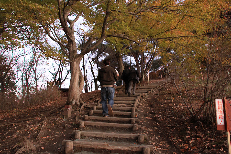 桜山公園 冬桜