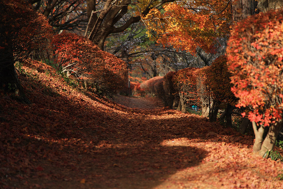 桜山公園 冬桜