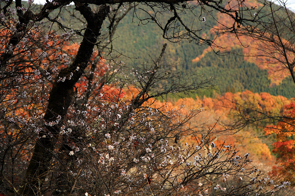 桜山公園 冬桜