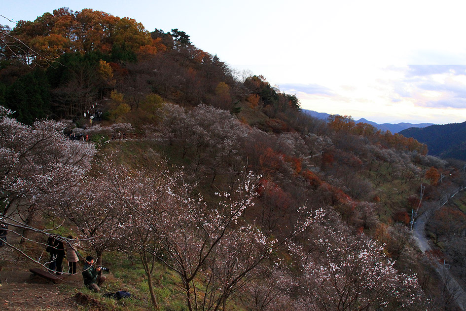 桜山公園 冬桜