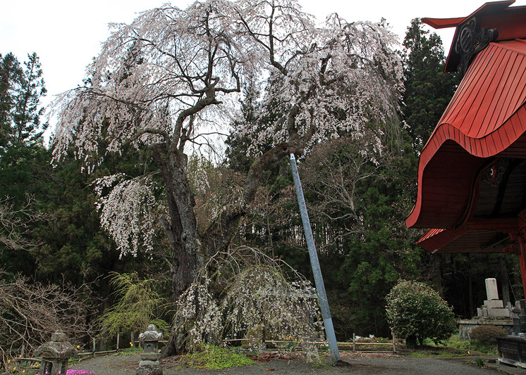 三福寺のしだれ桜