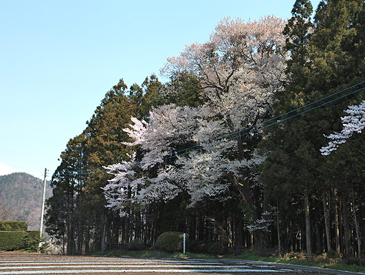 村主八幡神社の彼岸桜