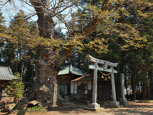 村主八幡神社の彼岸桜