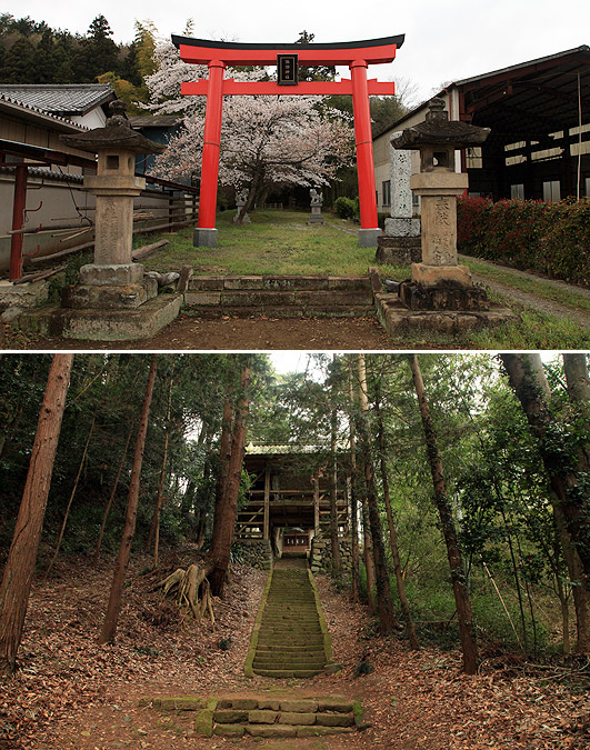 諏訪神社のサクラ