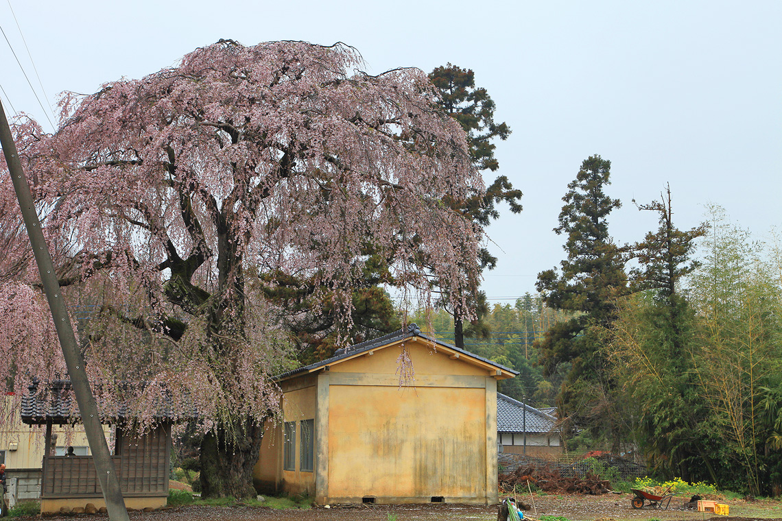 安食の地蔵桜
