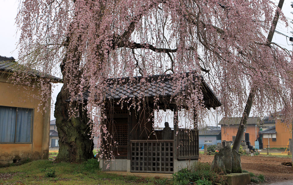 安食の地蔵桜