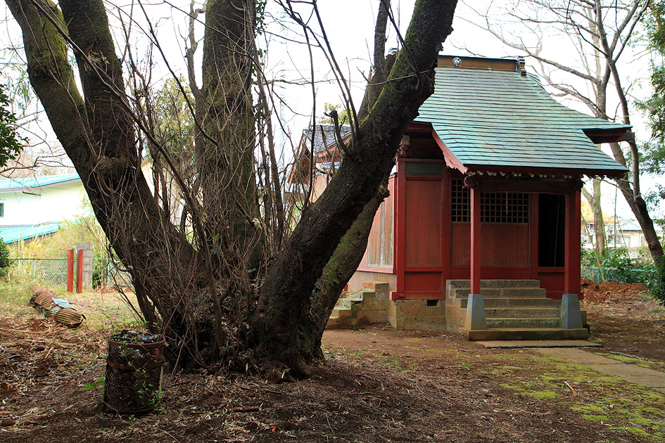 羽根野諏訪神社の白山桜