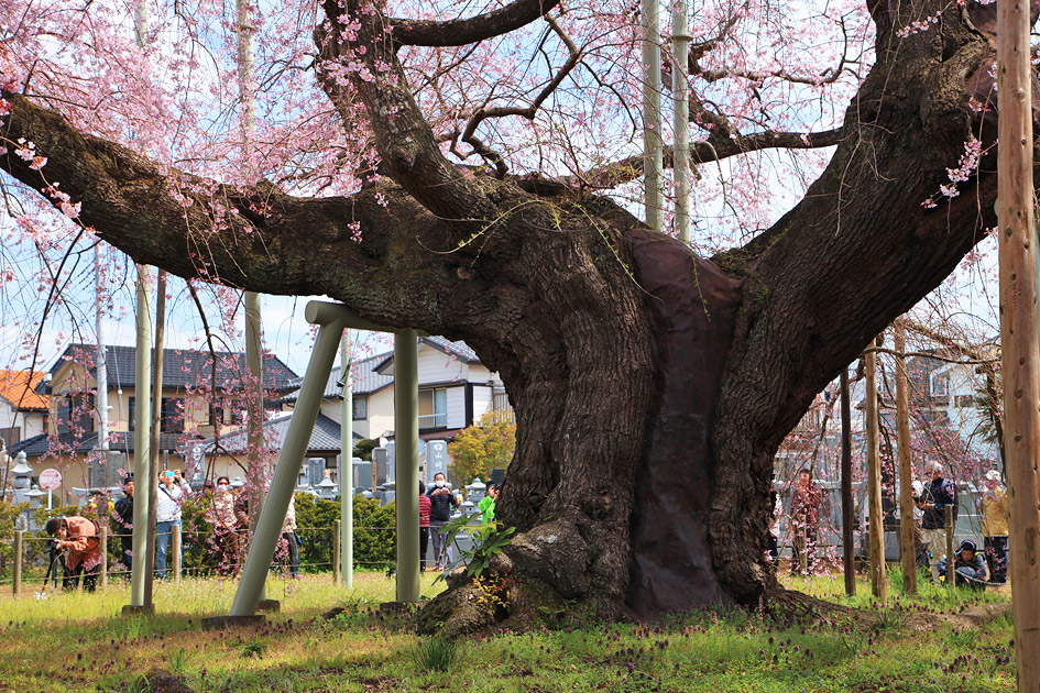 般若院のしだれ桜 | 茨城県龍ケ崎市