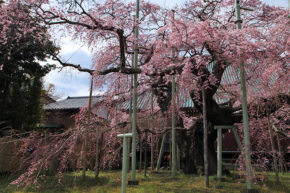 般若院のしだれ桜 | 茨城県龍ケ崎市