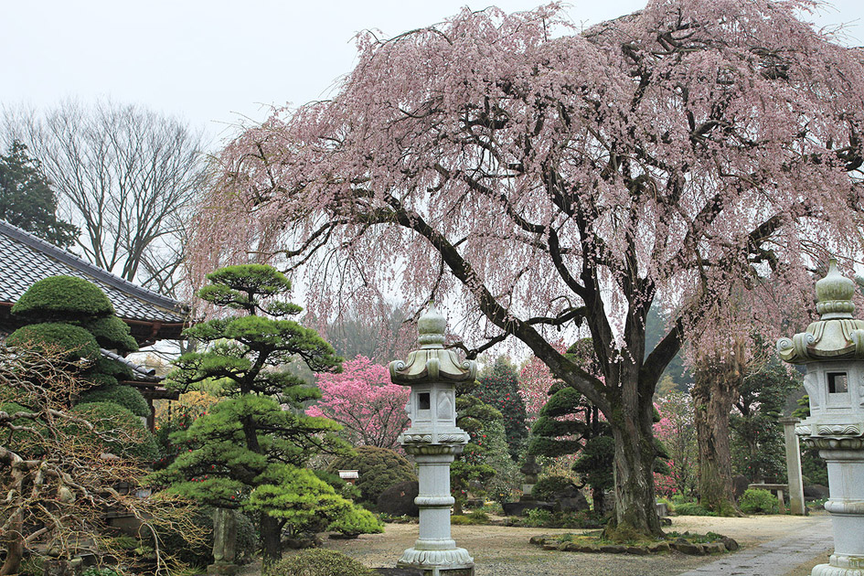 宝蔵寺のしだれ桜
