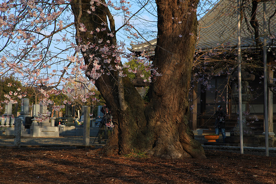 歓喜寺の江戸彼岸桜 