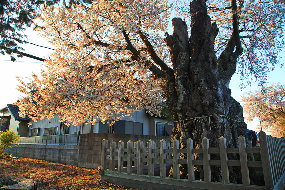鹿嶋八幡神社の山桜