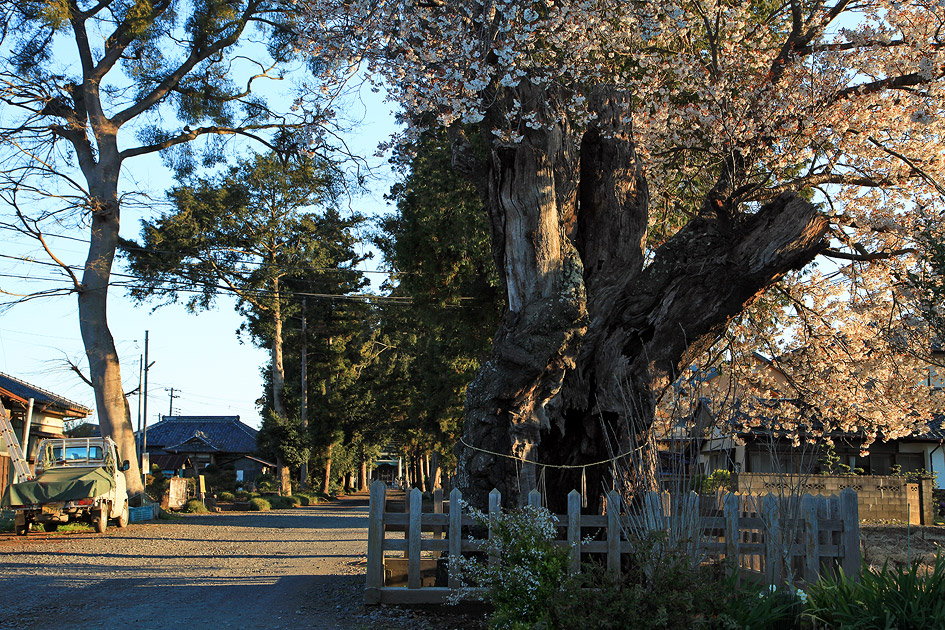 鹿嶋八幡神社の山桜