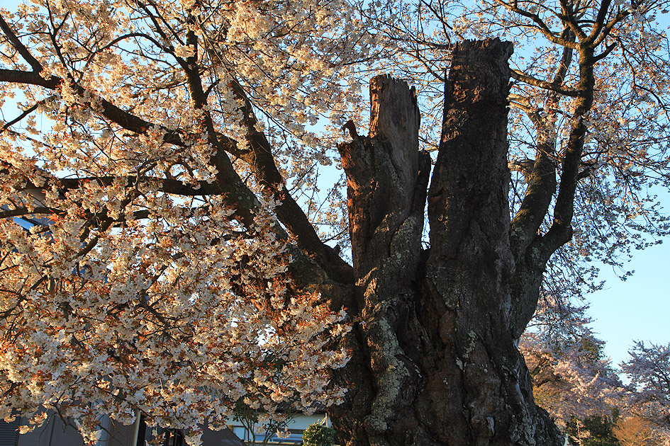 鹿嶋八幡神社の山桜