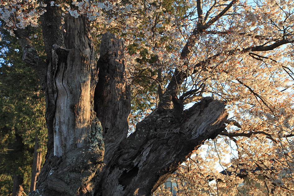 鹿嶋八幡神社の山桜