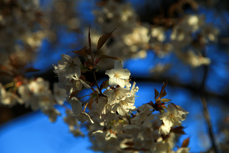 鹿嶋八幡神社の山桜