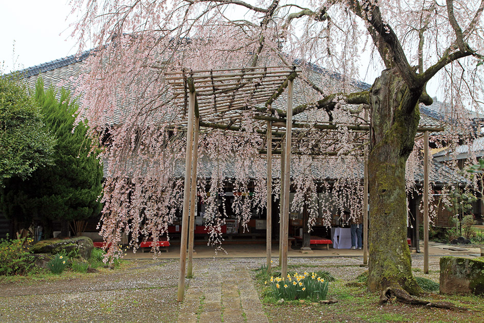 慶龍寺のしだれ桜