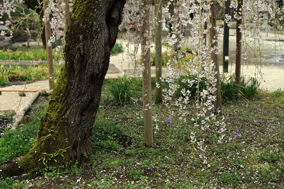慶龍寺のしだれ桜