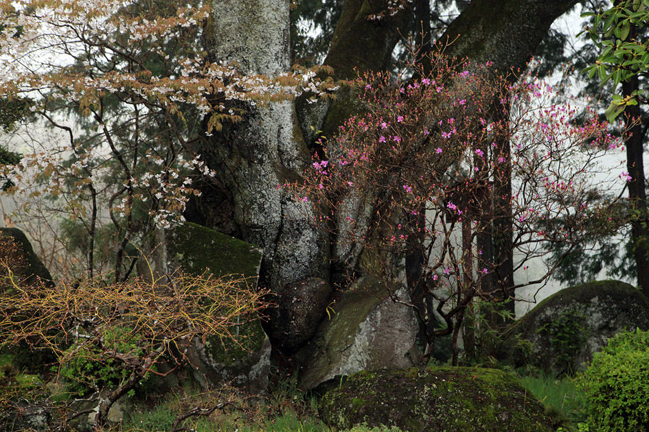 駒村家の山桜