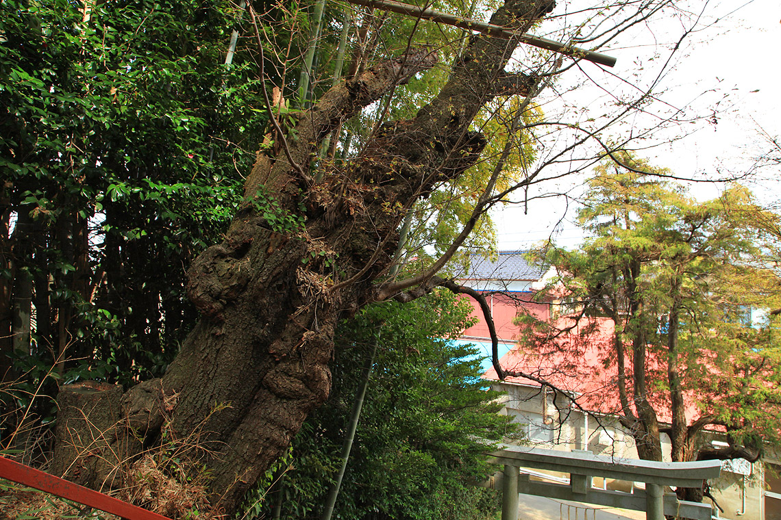 岡神社の山桜