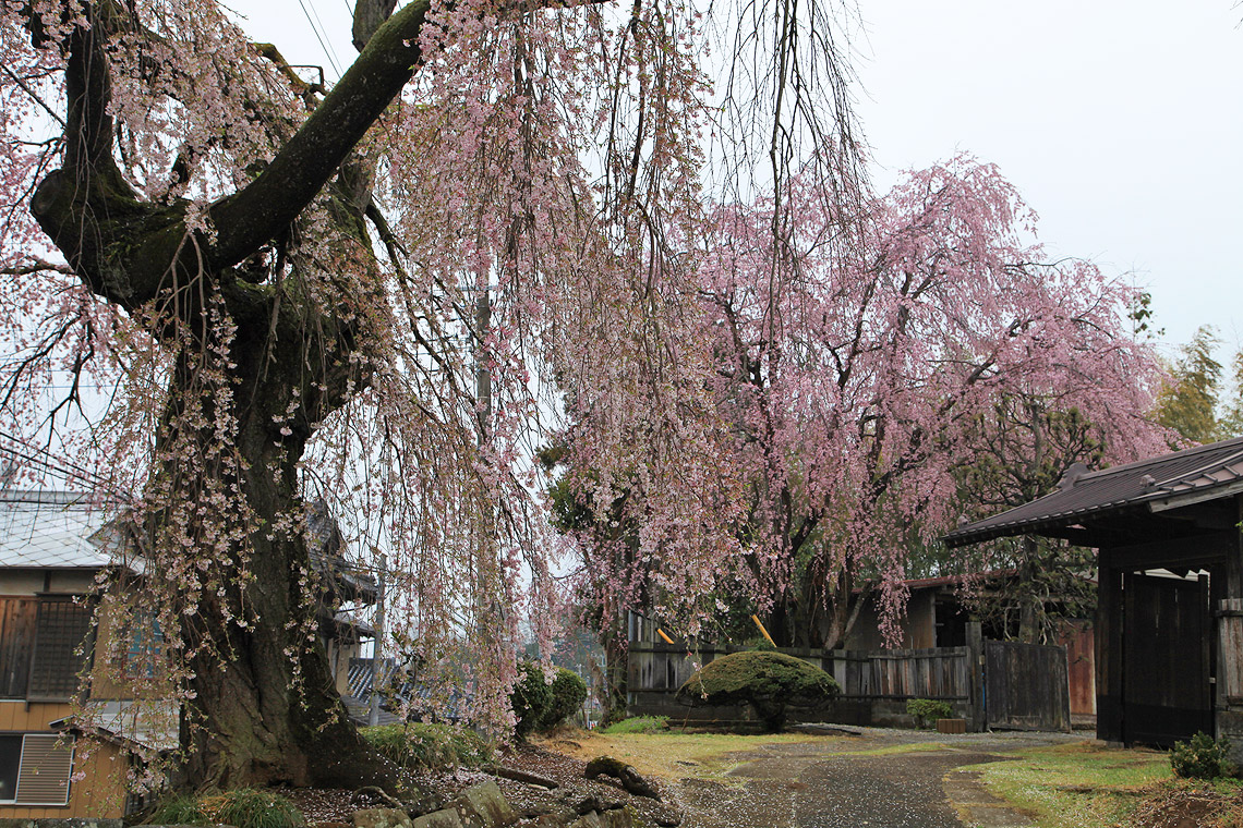 高道祖のしだれ桜