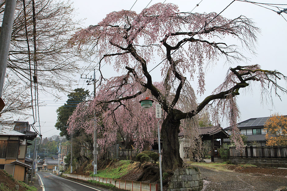 高道祖のしだれ桜