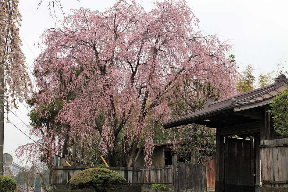 高道祖のしだれ桜
