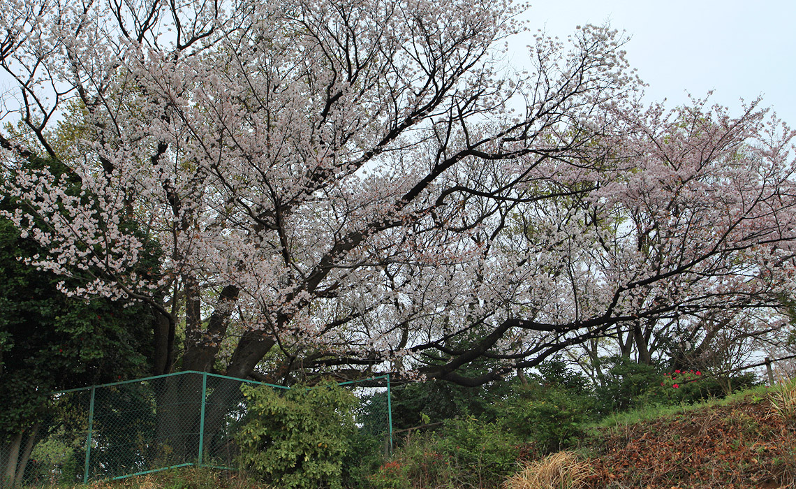 光明寺の山桜