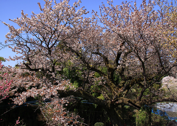 黒川の山桜
